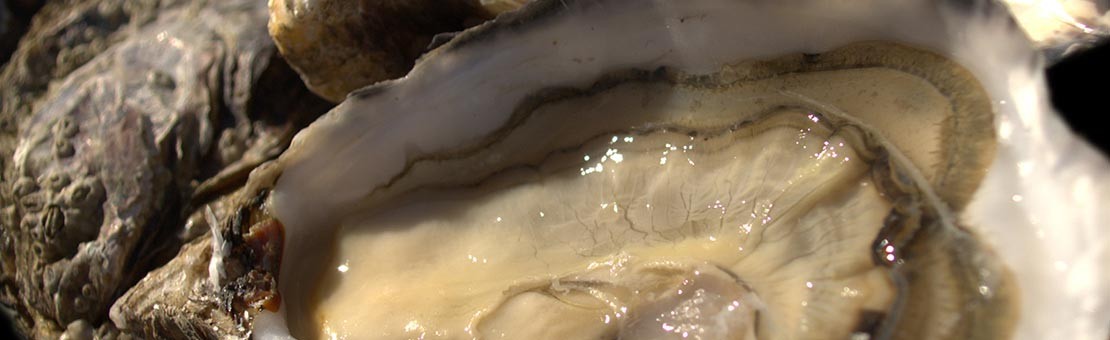 HUÎTRES PEPONNET : Notre gamme d’huître Spéciales. La valeur-sûr des huîtres est à découvrir ici.